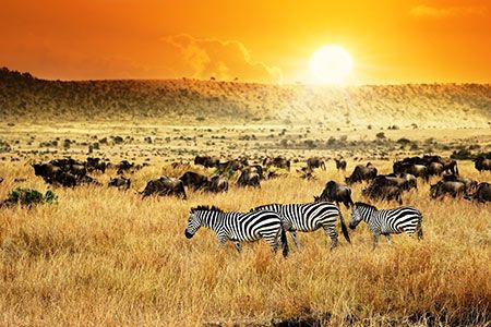 Tlou completes placement with Botswana based investors