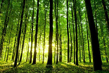 Cummins unveils new environmental sustainability strategy