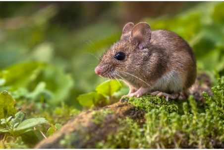 Can a single mouse spark a mine fire? Rodent hazards exposed