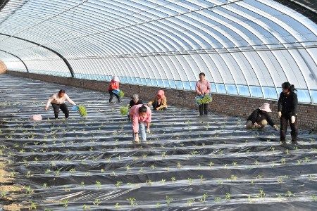 From coal mining to agriculture: An ecological initiative at a Chinese coal mine